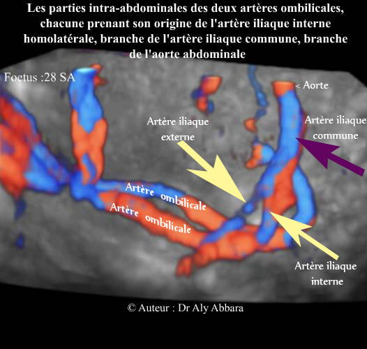 Artères ombilicales foetales